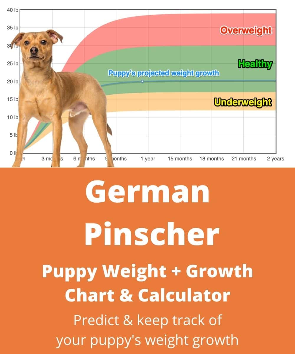 german-pinscher Puppy Weight Growth Chart